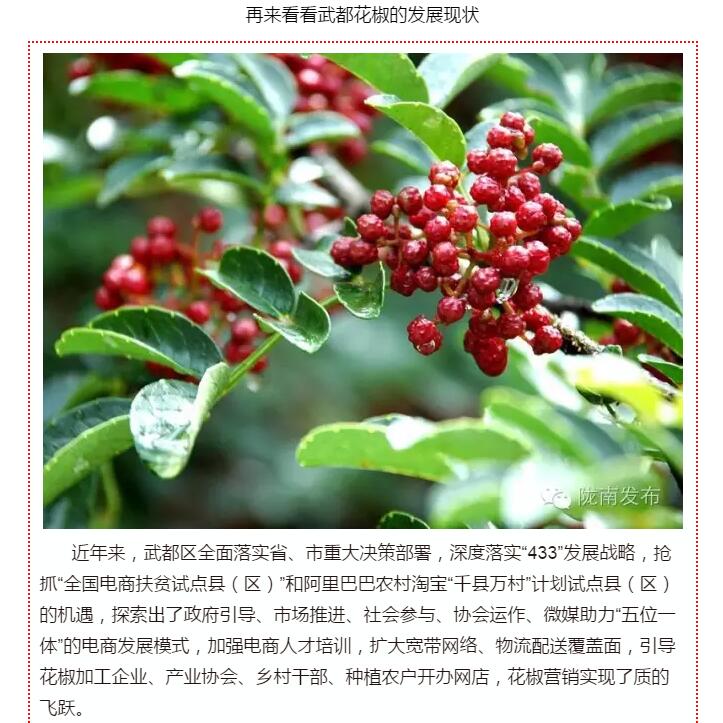 5.28億！一場盛會，武都花椒“火”了